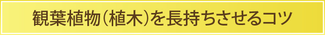 観葉植物（植木）を長持ちさせるコツ